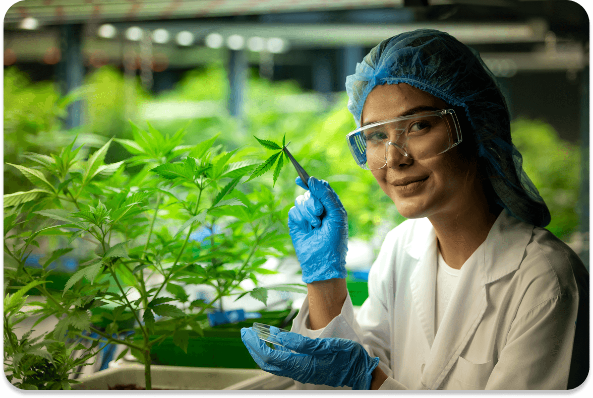 Medical cannabis consultation and therapy