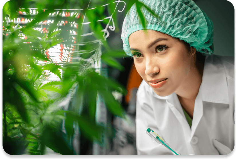 Woman scientist with cannabis plants